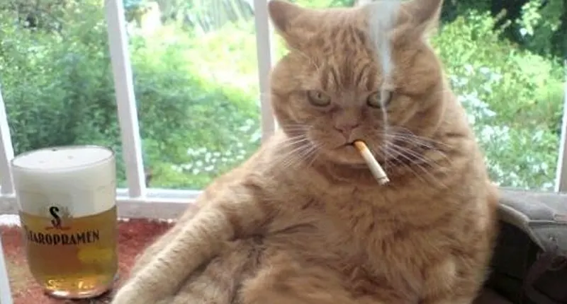 A cat with a cigarette in its mouth sitting next to a glass of beer on a table.