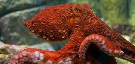 Close-up of a Giant Pacific Octopus with a textured reddish-brown body and extended tentacles.