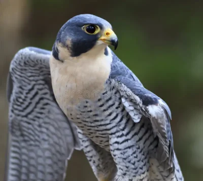 Close-up view of a Peregrine Falcon showcasing its blue-grey feathers and distinctive markings, highlighting its sharp beak and keen eyes.