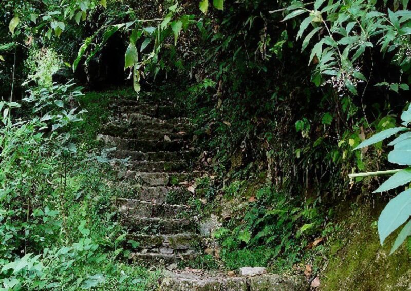 Stone steps leading through lush greenery, surrounded by dense foliage and natural vegetation.