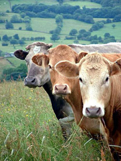 Three cows standing in a grassy field, showcasing their distinct colors and features, surrounded by a lush landscape.