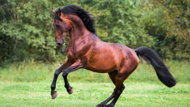 A beautiful brown stallion rearing up